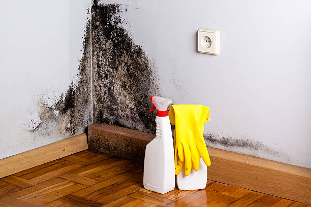 Best Post-Flood Mold Remediation in Elizabeth, CO